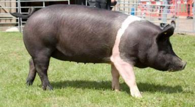 Базна (румынский сэддлбэк) – порода свиней