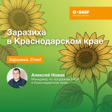 Заразиха в Краснодарском крае