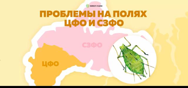 Угроза: Гороховая тля