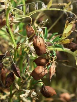 Чечевица КДЦ Рэдкот