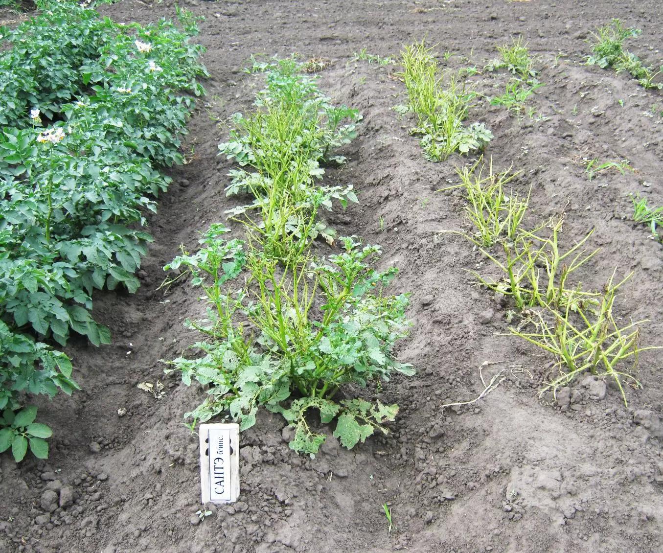 Инсектицидный протравитель против колорадского жука. Срок защитного действия.