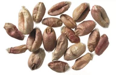 Фузариоз и микотоксины в злаках