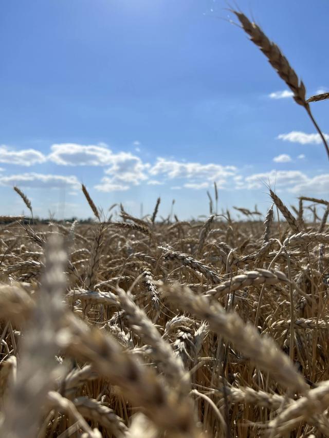 Пшеница🌾