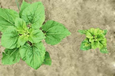 Ложная мучнистая роса: основные методы защиты