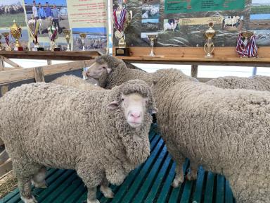 Советский меринос