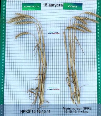 Биомодифицированное удобрение МультиСтарт 15:15:15:11 + Био – результаты опытов
