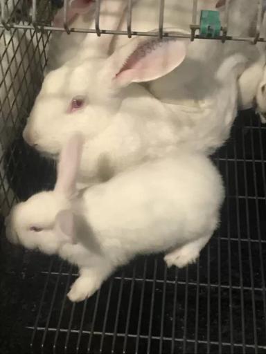 Золотистый стафилококк - убийца вашего бизнеса!