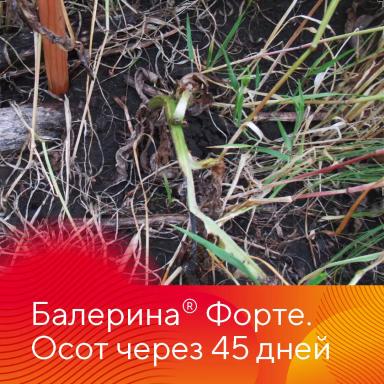 Защита озимых зерновых культур от сорняков