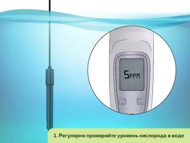 Как организовать ферму по разведению пресноводных раков. Часть 4