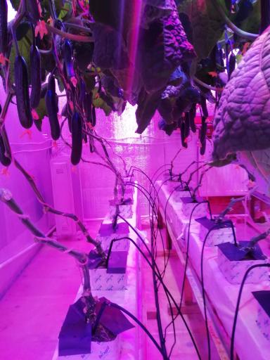 Огурец На Искуственном Освещении