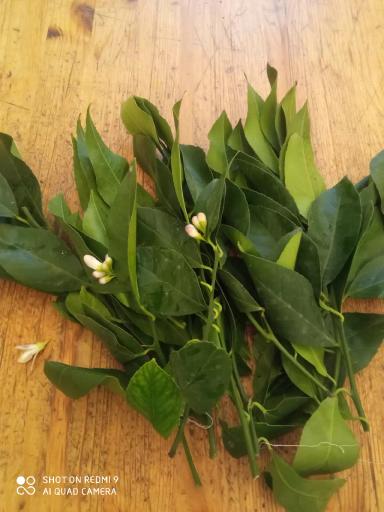 Зачем укоренять лимон?