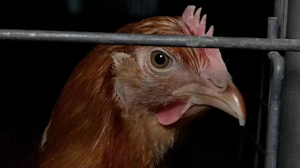 Как сохранить поголовье кур-несушек? В том числе, от расклёва