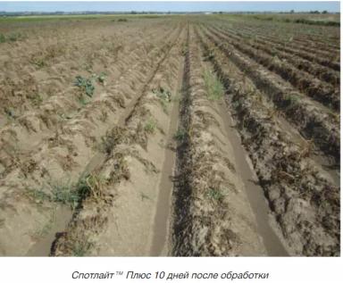 Спотлайт™ Плюс – опыт десикации картофеля