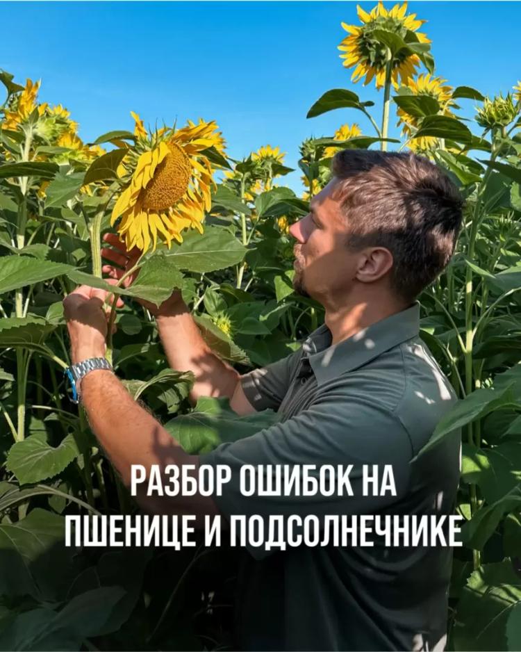РАЗБОР ОШИБОК ТЕХНОЛОГИЧЕСКИХ КАРТ ПШЕНИЦЫ И ПОДСОЛНЕЧНИКА