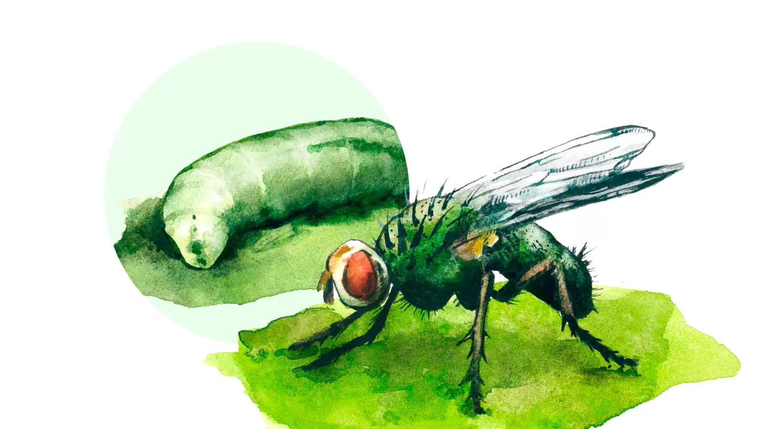 Свекловичная минирующая муха