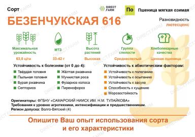 Безенчукская 616 сорт мягкой озимой пшеницы