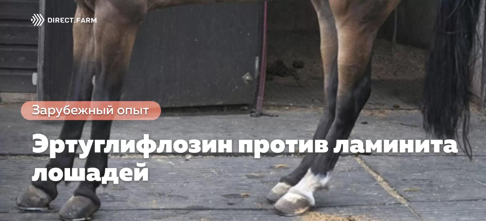 При нарушении обмена инсулина и ламините лошадям может помочь эртуглифлозин