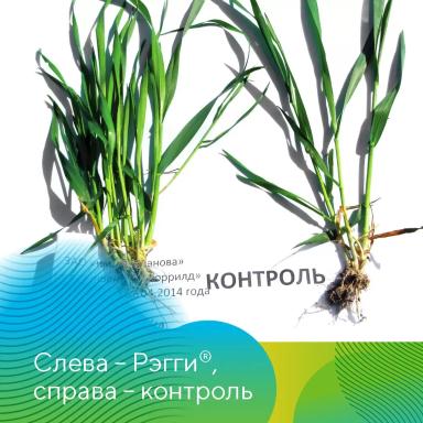 Регулятор роста на зерновые культуры