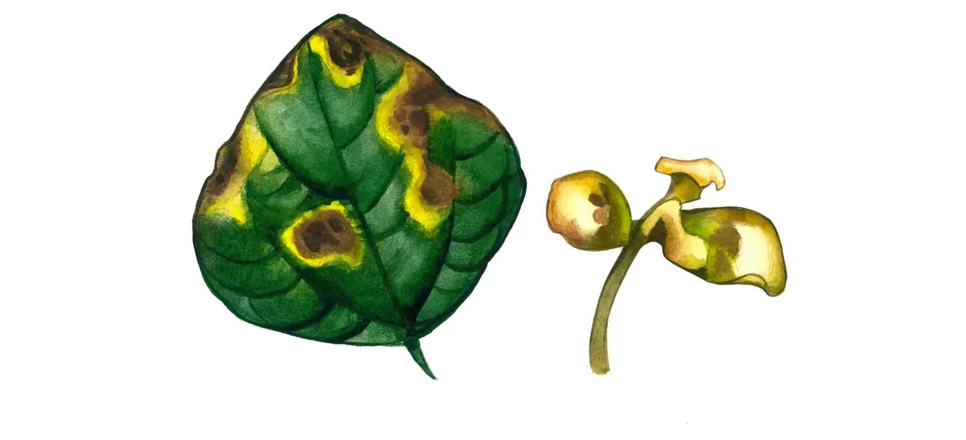 Семядольный бактериоз сои