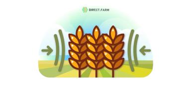 Наиболее устойчивые к осыпанию сорта озимой пшеницы