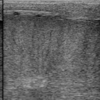 И снова о УЗИ семенников у разных видов животных.