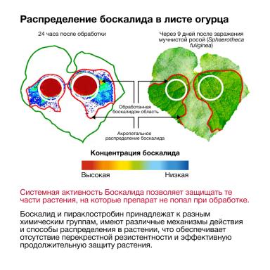 Непревзойденная защита овощных культур