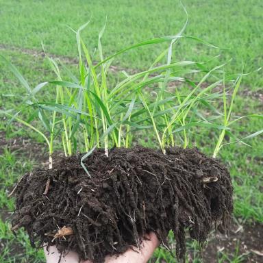 Зарегистрирован новый фунгицидный протравитель Байсайд®!