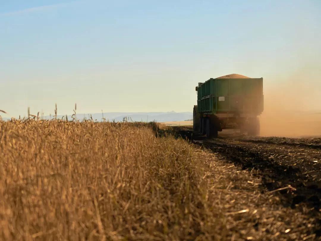 Минсельхоз скорректирует пошлину и экспортирует 50-55 млн т зерна в новом сезоне