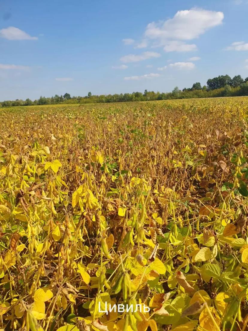 Промежуточными результаты демо-посевов сои:  — Артика (СОКО) — Дока (СОКО) —