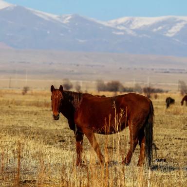 Новокиргизская порода лошадей
