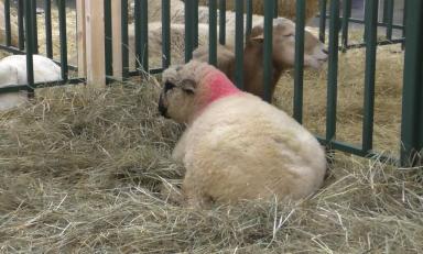 Оксфорд Даун - порода овец