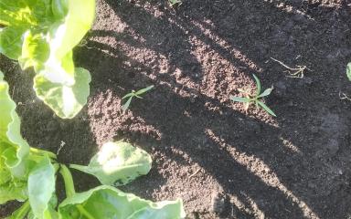 Агромониторинг 