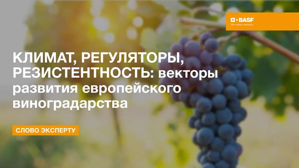 Климат, регуляторы, резистентность: векторы развития европейского винограда