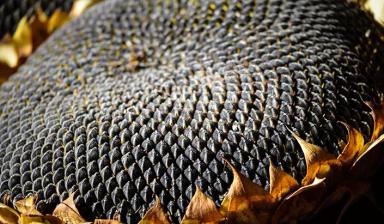 СИ Бакарди КЛП - гибрид подсолнечника ( Helianthus annuus L.).