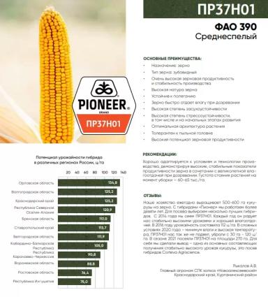 ПР 37 Н 01 - гибрид кукурузы Пионер