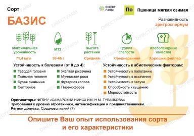 Базис сорт мягкой озимой пшеницы