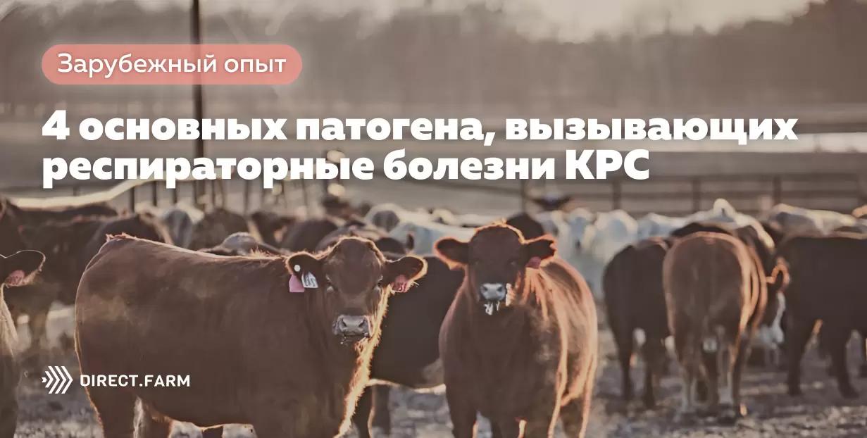 4 основных патогена, вызывающих респираторные болезни КРС