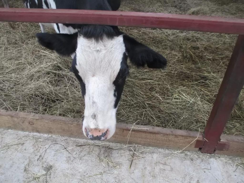 Вопросы из чатов: почему корова кашляет?