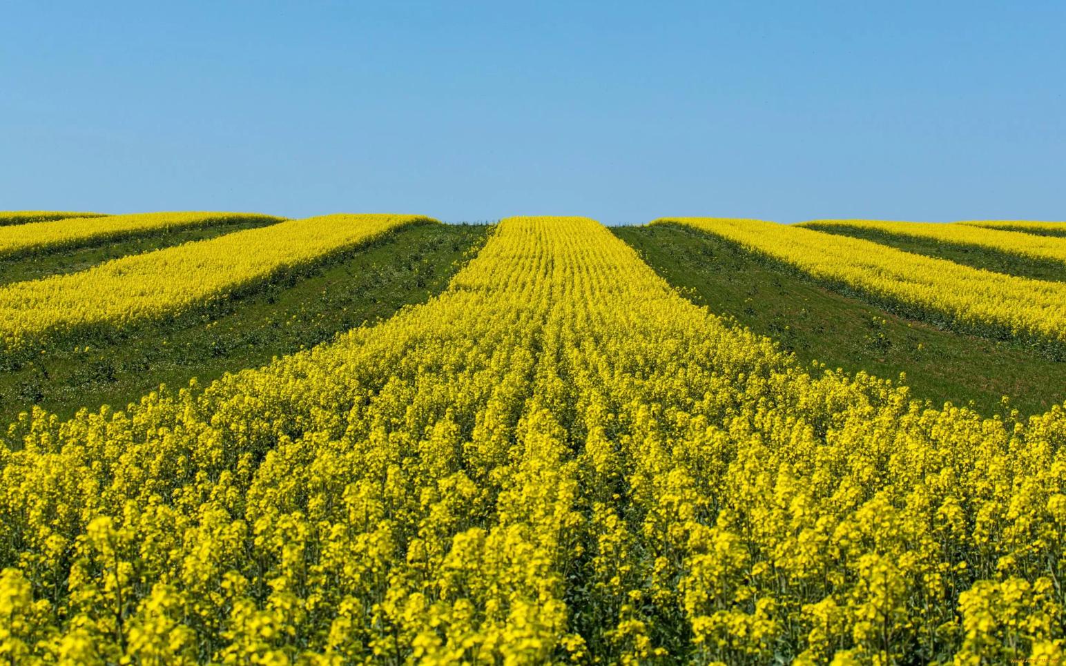 Рапс: деньги из земли