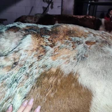 Вопросы из чатов: от чего у коров поражения кожи?