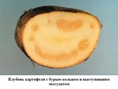 Карантинные болезни картофеля