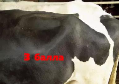 Балльная оценка наполненности рубца