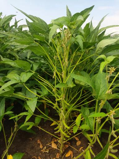 НОВЫЕ СОРТА СОИ