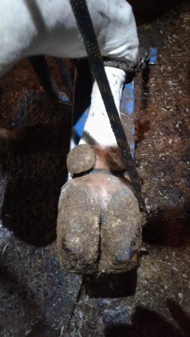 Торцовые копытца