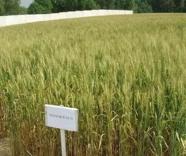 Московская 39