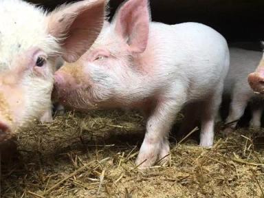 Семиреченская порода свиней