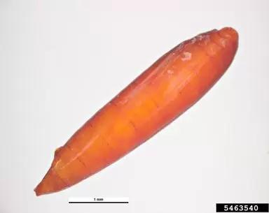 Гессенская муха