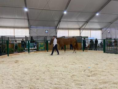 Донская порода лошадей