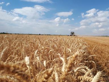 Влияние осадков на качество пшеницы.