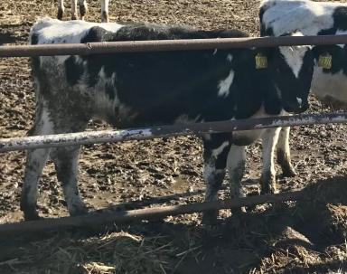 Осень! Уже? Насколько комфортно нашим телятам?